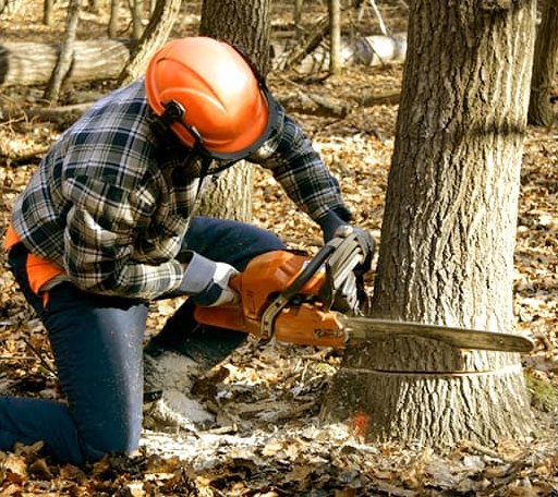 Tree Removal in Arcadia, OK